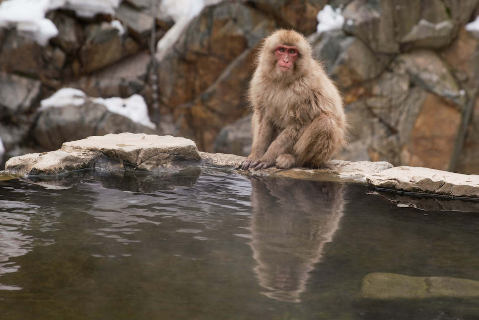 monkey-of-jigokudani-nagano